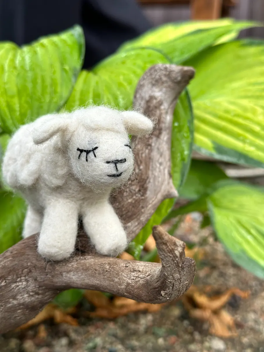 Snow-white sheep
